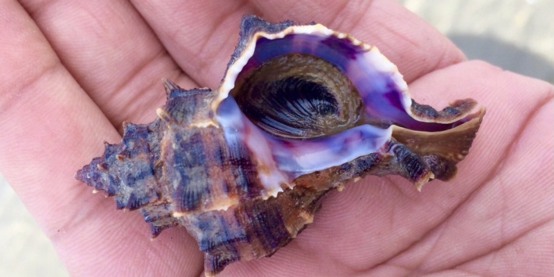 Murex Shell (Snail)